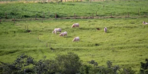 NESPro divulga novo balanço da carne bovina; Correio do Povo