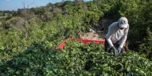 Estudo destaca potencial da erva-mate no Alto Taquari, por Patrícia Feiten/Correio do Povo