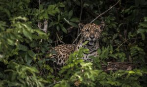 Amazônia: estudo mostra que onças estão em áreas ameaçadas pelo homem