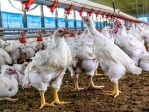 REINO UNIDO AUMENTA COTAS PARA IMPORTAÇÃO DE CARNE DE AVES DO BRASIL