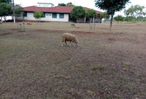 Estiagem impacta nos setores produtivos das escolas agrícolas gaúchas, por Claudio Medaglia/Jornal do Comércio