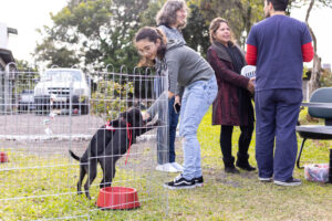 Canoas: Primeira Feira de Adoção de 2023 acontece neste sábado