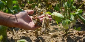 Governo libera linha adicional para agricultores afetados por estiagem no Sul; Correio do Povo