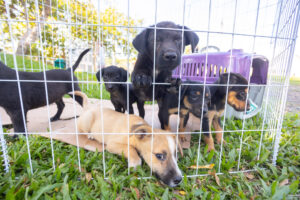 Feira de Adoção garante novo lar a dez animais em Canoas