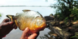 Agressivas, palometas ameaçam a pesca/Correio do Povo