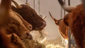 Órgão pressiona França a reduzir rebanhos bovinos, “usinas” de gases de efeito estufa; da RFI