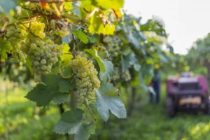 Fórum debate potencial da uva e vinho na Campanha gaúcha/Jornal do Comércio