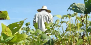 Agosto tem alta nas exportações do agronegócio