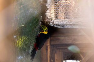 MiniZoo de Canoas recebe tucano-de-bico-verde resgatado