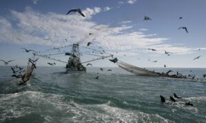 STF começa julgamento sobre proibição de pesca de arrasto no RS/Correio do Povo