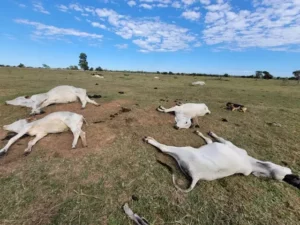 Mais de mil cabeças de gado morrem de frio em Mato Grosso do Sul/Revista Oeste