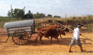 RS: São Gabriel realiza evento para valorizar últimos carreteiros. Cidade da Fronteira Oeste celebra comunidade que mantém ativos veículos de tração bovina