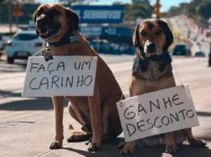 'Frentiscães': Cachorros frentistas trocam carinho por desconto em posto de gasolina de SP/O Globo