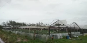 Após ciclone atingir o campo, governo descarta desabastecimento, por Patrícia Feiten/Correio do Povo