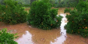 Ciclone extratropical inunda e destrói pomares, hortas e estufas/Correio do Povo