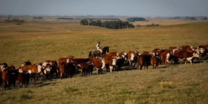 Impasse judicial trava regularização ambiental de imóveis rurais no Pampa, por Itamar Pelizzaro/Correio do Povo