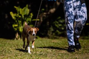 Porto Alegre: Últimos dias para credenciamento de interessados na albergagem de cães e gatos