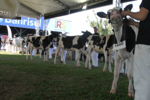 Raça Holandesa abre inscrições para participação na 46ª Expointer