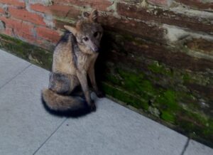 Graxaim é resgatado pelo Grupamento Ambiental de São Leopoldo