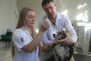 Canabidiol é usado para tratamento de animais em Santa Maria/Jornal do Comércio