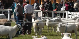 Abertas as inscrições de animais para a 46ª Expointer/Correio do Povo