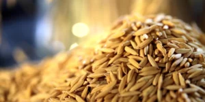 Produção gaúcha de arroz fecha safra em 7,2 milhões de toneladas, por Nereida Vergara/Correio do Povo