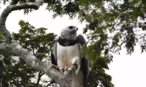 A raríssima harpia, ave mais forte do mundo, é fotografada em MG, por Victor Rocha/Estado de Minas