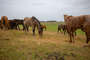 Mais de 80 cavalos resgatados das ruas de Canoas esperam por adoção