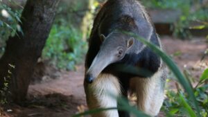 RS: Parque Zoológico recebe fêmea de tamanduá-bandeira