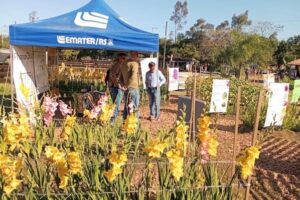 Cultivo de flores de corte é alternativa de diversificação para a agricultura familiar