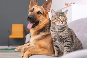 Próximo Censo incluirá contagem de cães e gatos