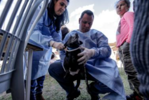 Prefeitura abre novo cadastro para castração animal pelo 156