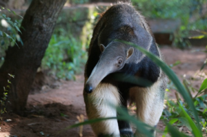 RS: Parque Zoológico recebe fêmea de tamanduá-bandeira