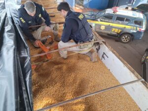 PRF apreende carreta com uma tonelada de maconha escondida no meio de carga de milho