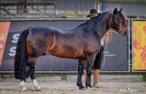 Para todo o chão, para todo o coração: Agência Incomum avança em estratégia de posicionamento da marca Cavalo Crioulo