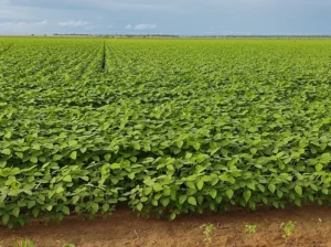 Produção de grãos no Brasil é estimada em 320,1 milhões de toneladas com ganhos de área e produtividade. No RS, a estimativa é de 29,6 milhões de toneladas, 11,2% a mais do que na safra passada