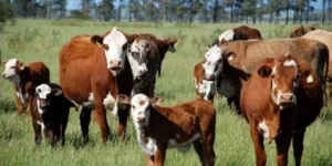 Agricultura impulsiona produção de carne bovina gaúcha, por Patrícia Feiten/Correio do Povo