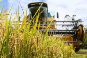 RS: Abertura Oficial da Colheita do Arroz é anunciada na Expointer com foco na gestão da propriedade