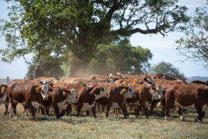 Pecuária: especialistas escrevem Carta de Otimismo e alertam sobre melhor momento para investir