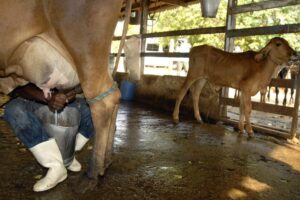 Conab prepara proposta de subsídio aos produtores de leite para apresentar ao governo federal