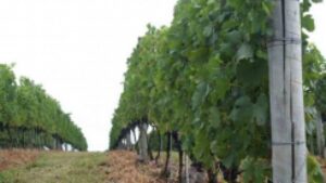 Setor vitivinícola debate certificação inédita no país. Mesa redonda aconteceu na Expointer