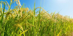 Perspectiva da Conab aponta para recuperação de área de arroz e feijão na safra 2023/24 e recorde na produção de carne frango