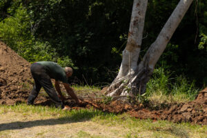 Porto Alegre: Reconhecida inconstitucionalidade de decreto que revogava normas de proteção a árvores