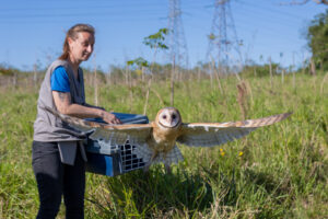 RS: Minizoo de Canoas realiza soltura de corujas