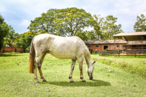 Porto Alegre: Vinte e três cavalos retirados das ruas estão aptos para adoção