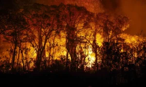 Pantanal tem mais de 3 mil incêndios em novembro; recorde histórico