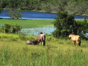 Porto Alegre terá festa para celebrar a produção rural