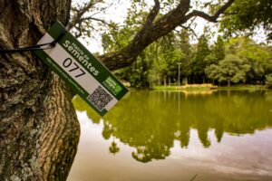 Porto Alegre: Projeto coleta sementes de árvores para produção de novas mudas