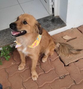 Dia Mundial dos Animais de Rua: Grupo Pereira adota cães abandonados nas lojas de suas bandeiras