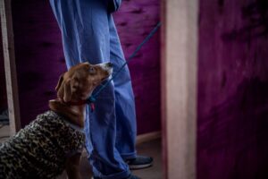 Canoas: Parceria entre Grad Brasil e Secretaria do Bem-Estar Animal oferece abrigo temporário para mais de mil pets